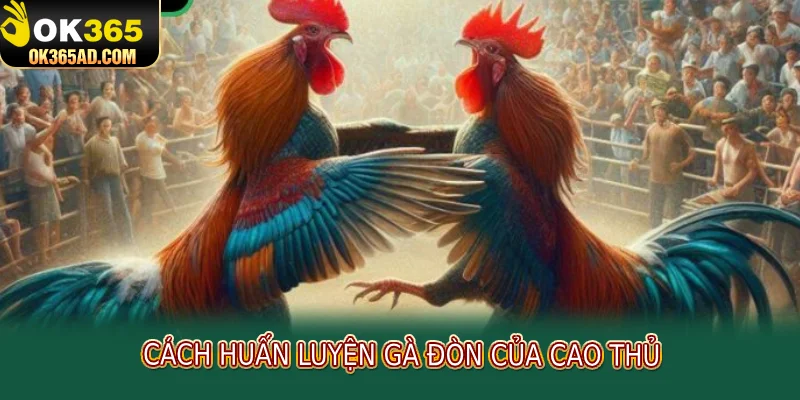 Cách huấn luyện gà đòn của cao thủ 