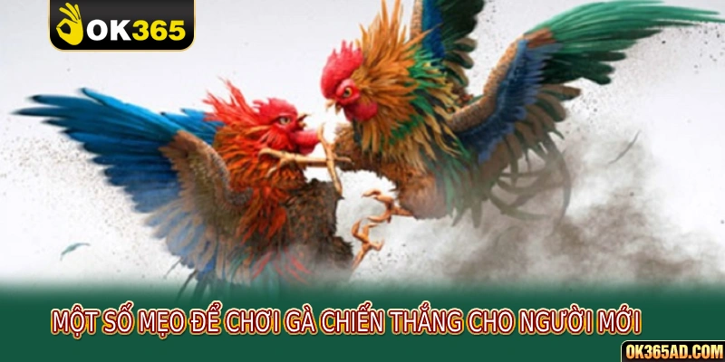 Một số mẹo để chơi gà chiến thắng cho người mới 