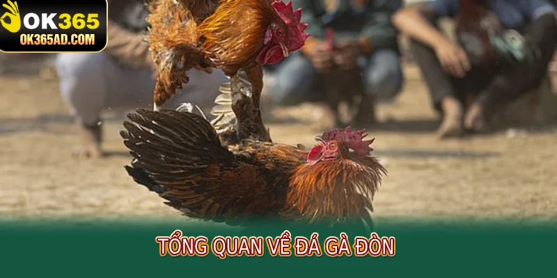 Tổng quan về đá gà đòn 